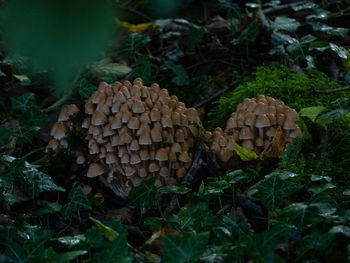 Close-up of mushrooms growing on field