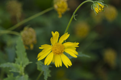 Close-up of yellow flowering plant