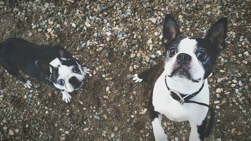 Portrait of boston terriers on field