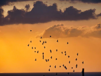 Flock of birds flying in sky during sunset