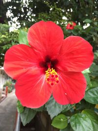 Close-up of red hibiscus blooming outdoors