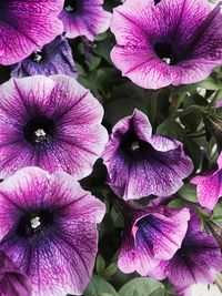 Close-up of pink flowers blooming outdoors