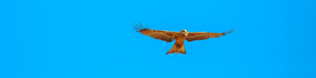 Low angle view of eagle flying against clear blue sky