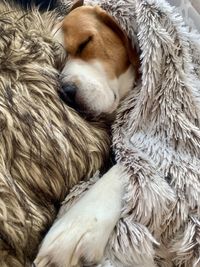 Close-up of dog beagle home