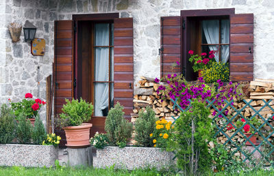 View of plants against windows