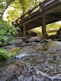 River amidst trees in forest