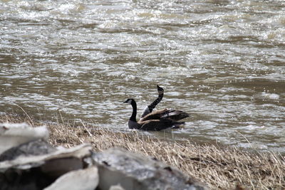 Ducks swimming in lake