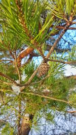 Low angle view of pine tree