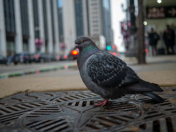 Close-up of pigeon perching on street