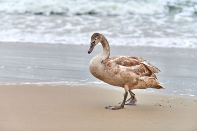 Young brown colored white swan walking by blue waters of baltic sea. swan chick. mute swan