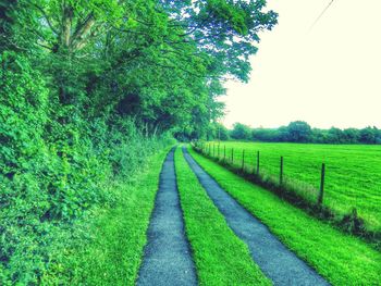 Scenic view of grassy field