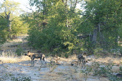 Sheep in forest