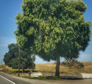 Road with trees in background