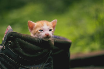 Close-up portrait of kitten in shoe