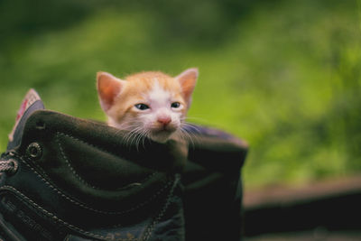 Close-up of cat