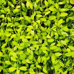 Full frame shot of leaves