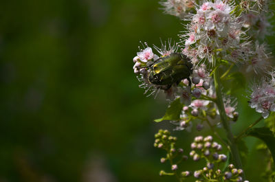 Close-up of insect on flowering plant