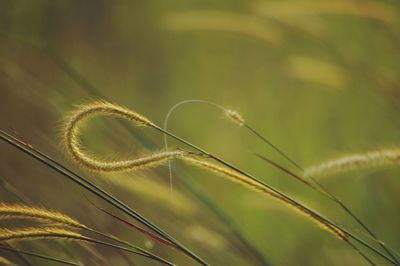 Close-up of crops growing on field