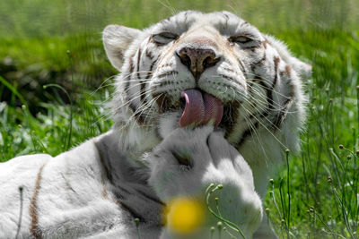 Close-up of tiger yawning