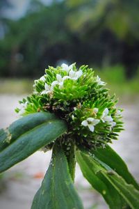 Close-up of white flower