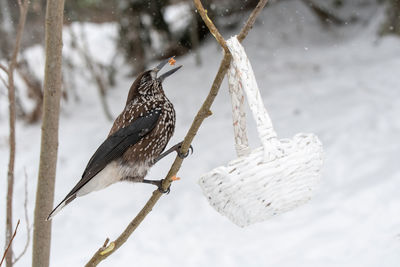 Close-up of bird perching on tree during winter