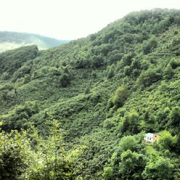 tree, mountain, lush foliage, green color, tranquil scene, tranquility, scenics, beauty in nature, forest, growth, nature, high angle view, valley, green, landscape, non-urban scene, idyllic, mountain range, day, greenery