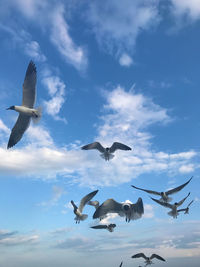 Low angle view of seagulls flying in sky