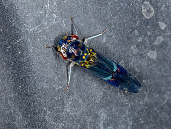 High angle view of insect on glass