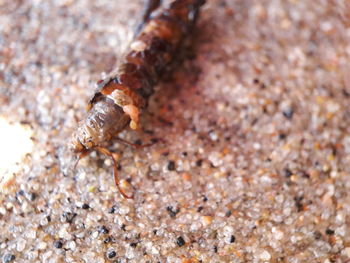 Close-up of insect on rock