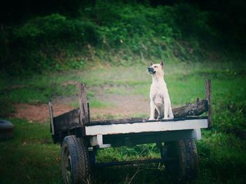 View of a horse sitting on field