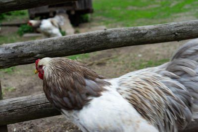 Close-up of a bird