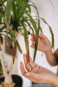 Cropped hand of woman holding plant