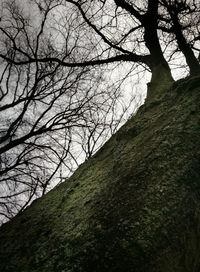Low angle view of bare tree against sky