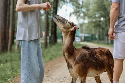 Girl feed a mouflon. happy traveler girl enjoys socializing with wild animals in national park 