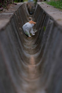 High angle view of a cat