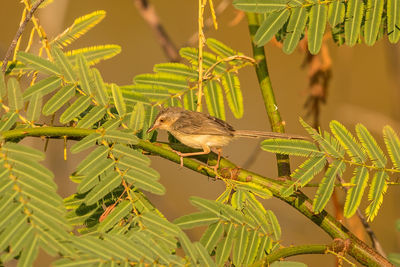 Close-up of bird perching on plant