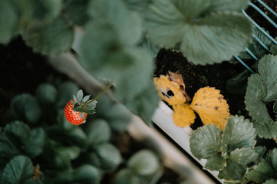 High angle view of strawberry growing outdoors