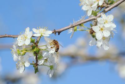 Close-up of cherry blossoms on tree