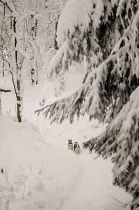 High angle view of horse on snow covered trees