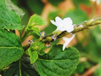 Close-up of insect on plant