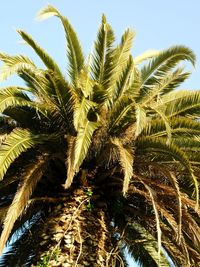 Low angle view of palm tree against clear sky