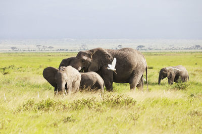 Elephants in a field, amboseli, kenya, africa