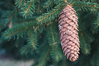 Close-up of pine cone on tree