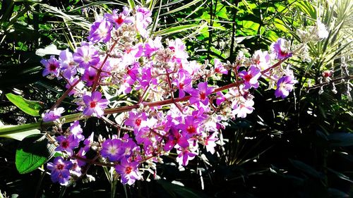 Purple flowers on plant