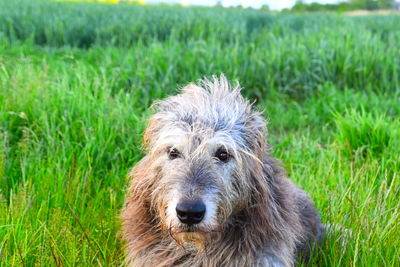 Portrait of dog on field