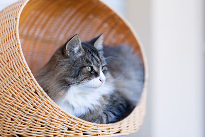 Very hairy cat in the upper kennel of his tower