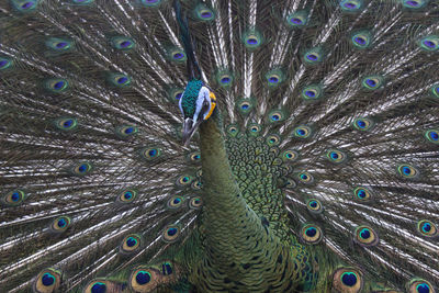 Close-up of peacock