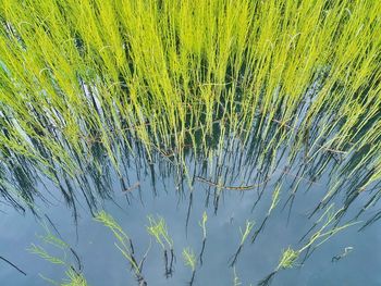 Low angle view of plants against blue sky
