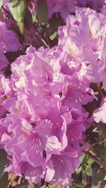 Close-up of pink flowers