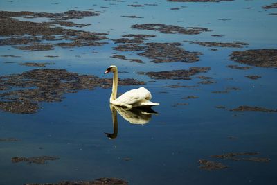 Swan floating on lake